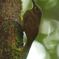 Łaźczyk okopcony - Line-throated Woodcreeper