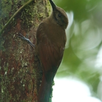 Łaźczyk okopcony - Line-throated Woodcreeper