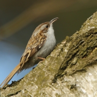 Pełzacz leśny - Eurasian Treecreeper