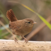 Strzyżyk - Eurasian Wren