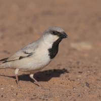 Wróbel pustynny - Passer simplex - Desert Sparrow