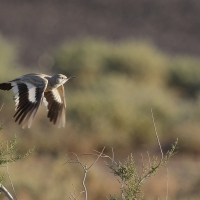 Skowron pustynny - Alaemon alaudipes - Greater Hoopoe-Lark