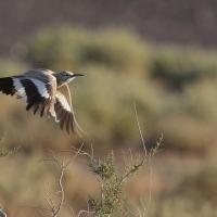 Skowron pustynny - Alaemon alaudipes - Greater Hoopoe-Lark