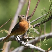 Pleszka algierska - Moussier's Redstart