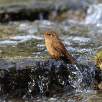 Strzyżyk - Eurasian Wren