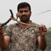 Kobra indyjska - Indian cobra