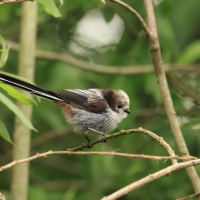 Raniuszek - Long-tailed Tit