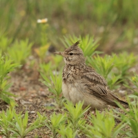 Dzierlatka - Crested Lark