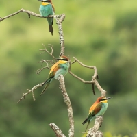 Żołna zwyczajna - European Bee-eater