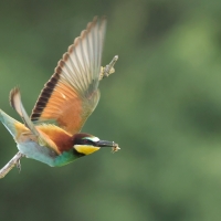 Żołna zwyczajna - European Bee-eater
