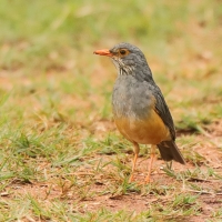 Drozd okularowy - Bare-eyed Thrush
