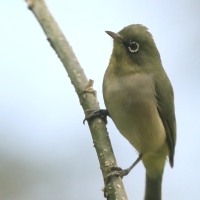 Szlarnik sawannowy - Abyssinian White-eye